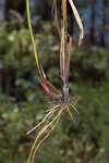 False hop sedge